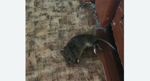 Дезинфекция от мышей в Петропавловске-Камчатском